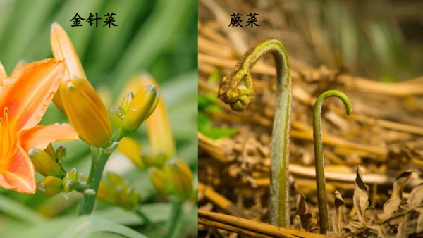 20.美丽的小兴安岭   课件