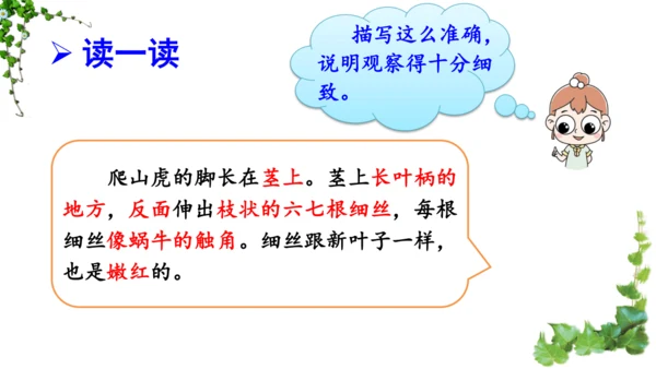 10 爬山虎的脚  课件