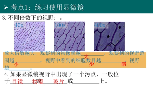 七上 第二单元生物体的结构层次-复习课件(共35张PPT)