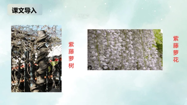 第18课 紫藤萝瀑布 课件(共27张PPT)