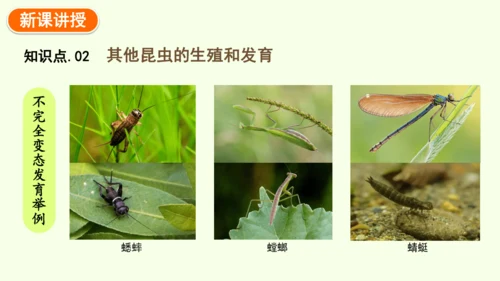 7.1.2昆虫的生殖和发育-八年级生物人教版下学期同步精品课件(共29张PPT)