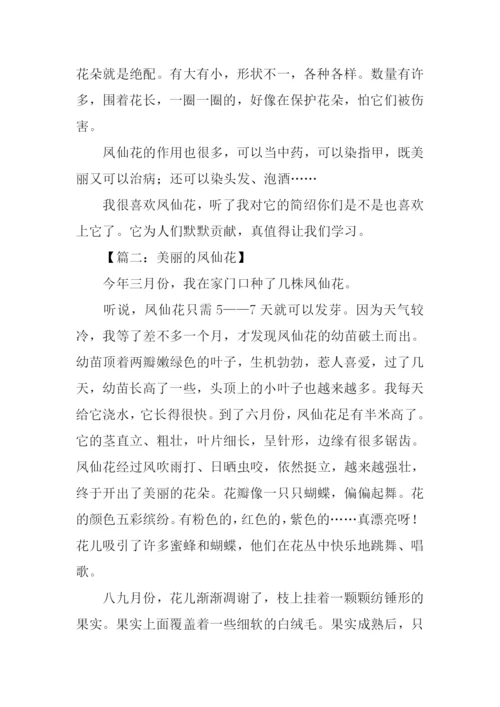 美丽的凤仙花作文.docx