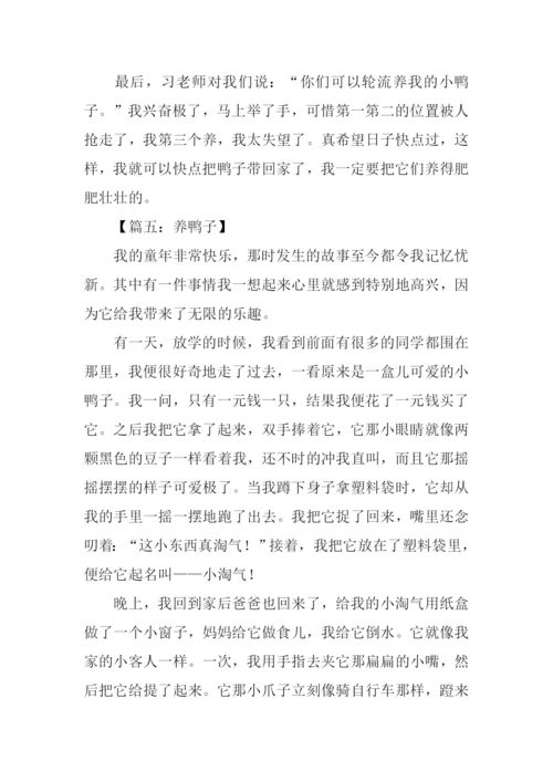 养鸭子作文0.docx