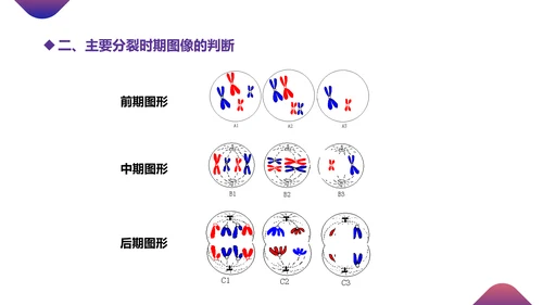 初高中生物课减数分裂作用PPT教学课件
