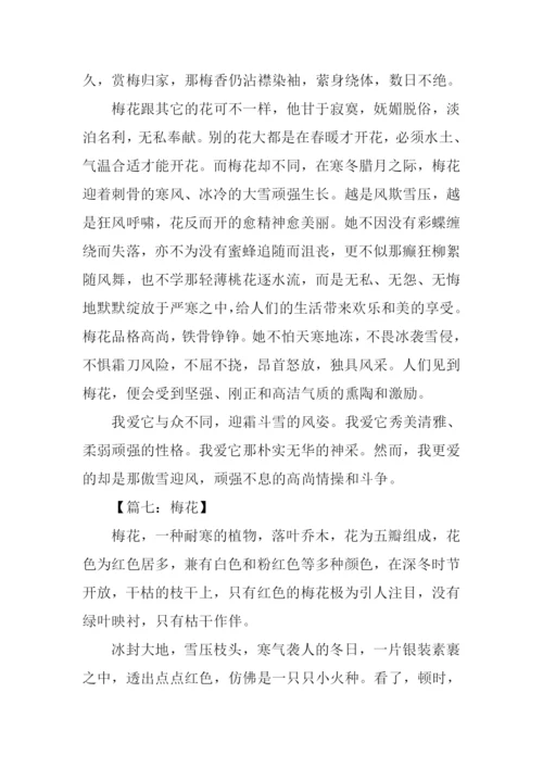 梅花的作文600字.docx