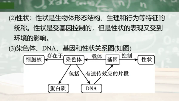 第2章 生物的遗传与变异（复习课件）-八年级生物下册章末知识总结 检测卷（人教版）(共19张PPT)