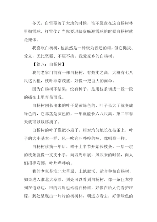 白杨树作文400字.docx