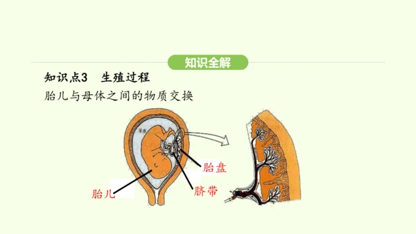 第四单元-第一章-第一节 人的生殖课件-2024-2025学年七年级生物下学期人教版(2024)(共