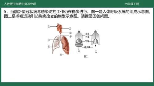 第三章 人体的呼吸（-七年级生物下学期期中考点大串讲（人教版）(共25张PPT)