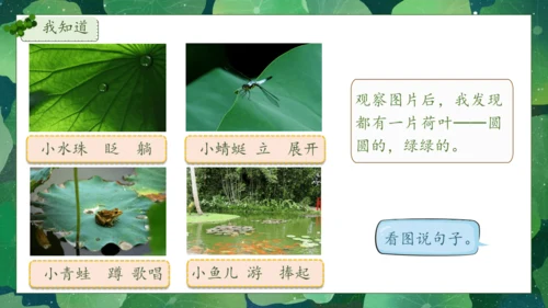 【核心素养】部编版语文一年级下册-12. 荷叶圆圆 第1课时（课件）