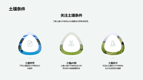 中草药种植全攻略