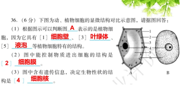 七上 第二单元生物体的结构层次-复习课件(共35张PPT)