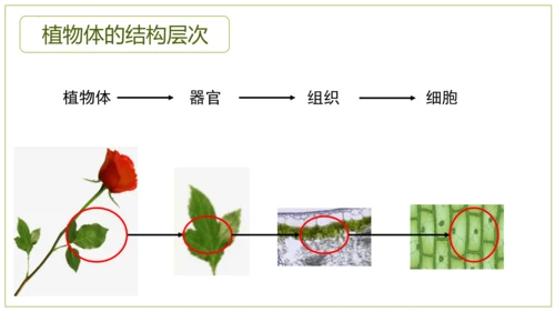 2.2.3植物体的结构层次 【说课课件】2023--2024学年人教版生物七年级上册(共42张PPT