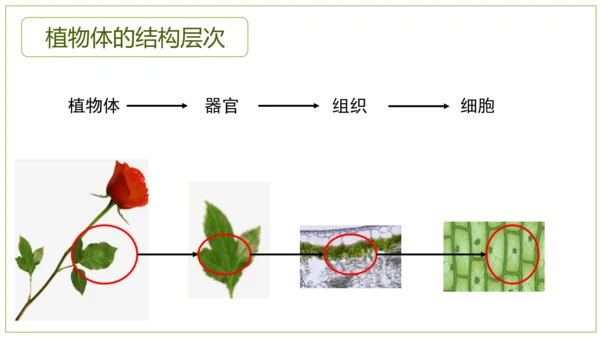 2.2.3植物体的结构层次 【说课课件】2023--2024学年人教版生物七年级上册(共42张PPT