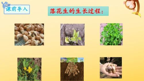 2 落花生    课件