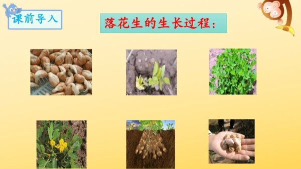 2 落花生    课件