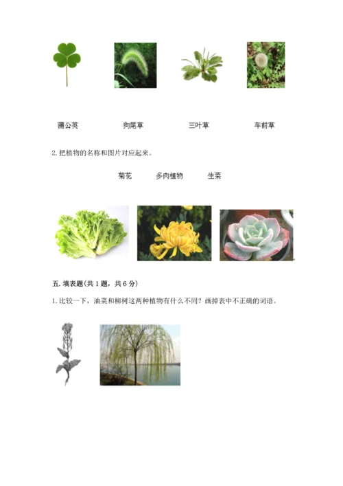 教科版科学一年级上册第一单元《植物》测试卷1套.docx