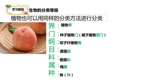 人教版生物七年级上册2.4.2《生物分类的方法——从种到界》课件(共26张PPT)