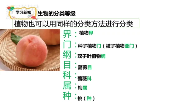 人教版生物七年级上册2.4.2《生物分类的方法——从种到界》课件(共26张PPT)