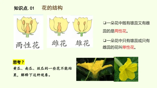 3.1.3开花和结果-七年级生物下学期同步精品课件（2024人教版）(共27张PPT)