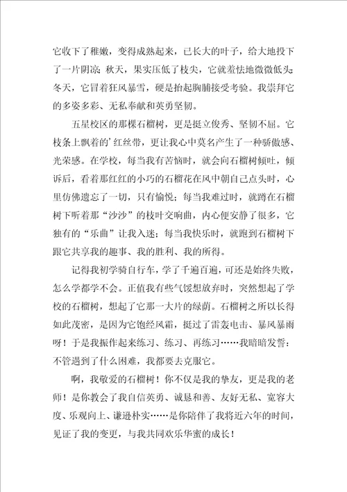 我与校树共成长作文