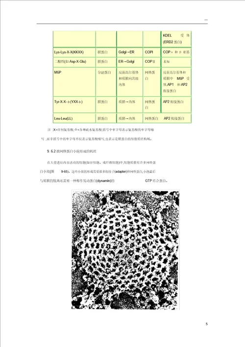 细胞生物学小泡运输分子机理