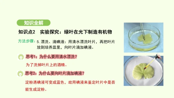 第三单元-第二章-第二节-光合作用-第1课时 绿叶在光下制造有机物课件-2024-2025学年七年级