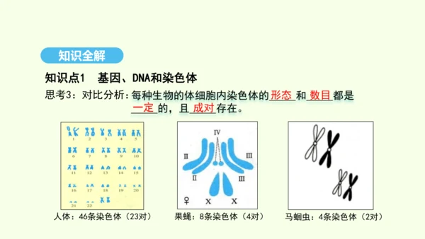 7.2.2基因在亲子代间的传递课件-人教版生物八年级下册(共29张PPT)