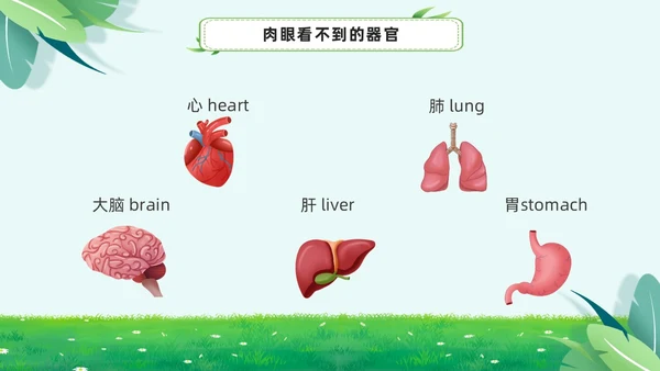 绿色小清新淡雅简约身体器官知多少幼儿园医学科普课件PPT