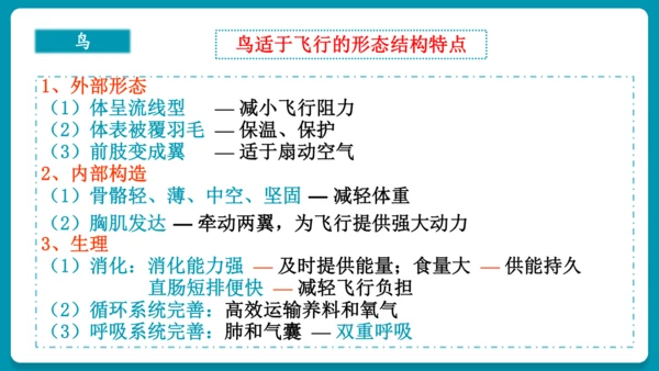 第一章动物的主要类群（复习课件）-八年级生物上册同步教学精制课件（人教版）(共25张PPT)