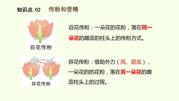 3.1.3开花和结果-七年级生物下学期同步精品课件（2024人教版）(共27张PPT)