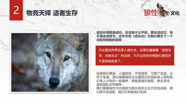 团队企业文化狼性文化员工培训PPT