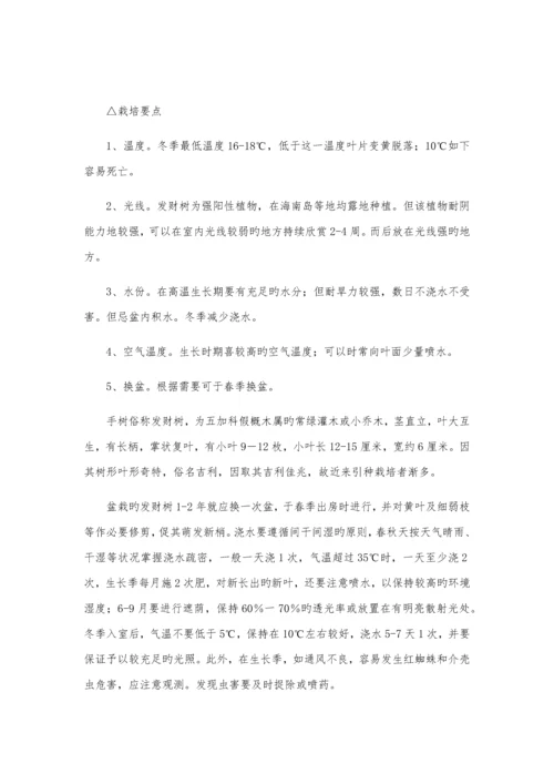 办公室绿植养殖方法及注意关键事项.docx