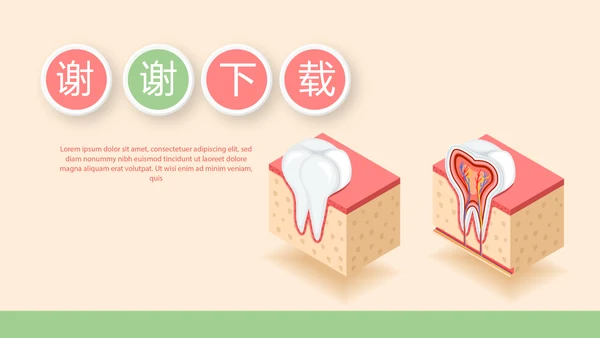 认识牙齿预防蛀牙动态PPT