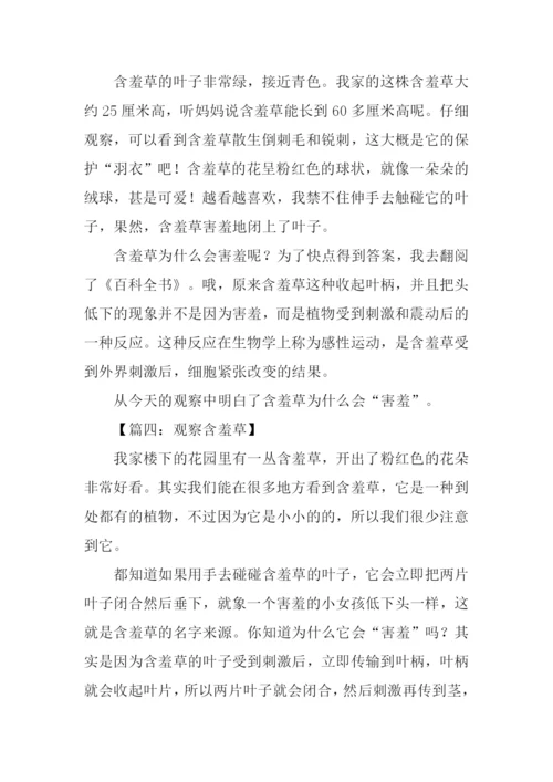 观察含羞草作文300字.docx