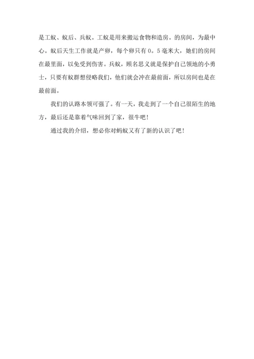 观察蚂蚁心得体会.docx