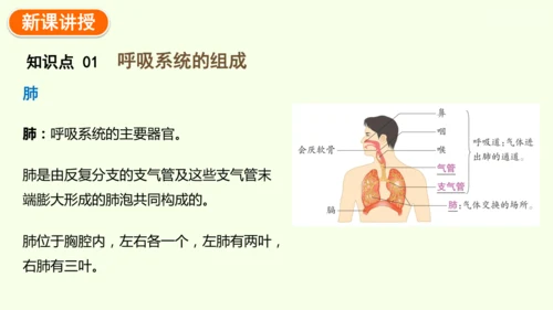 4.3.1 呼吸道对空气的处理-七年级生物下学期同步精品课件（2024人教版）(共26张PPT)