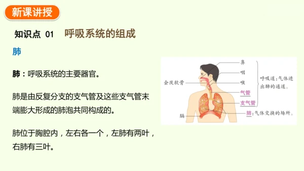 4.3.1 呼吸道对空气的处理-七年级生物下学期同步精品课件（2024人教版）(共26张PPT)