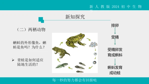 人教版生物七年级上册2.2.2《脊椎动物》（第1课时）课件(共42张PPT)+视频素材