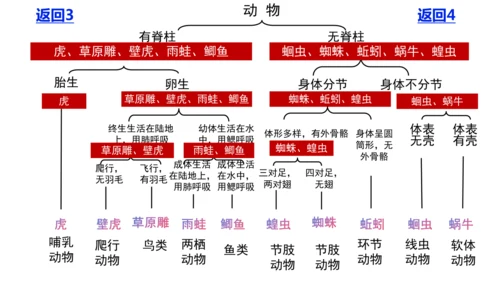 人教版生物七年级上册2.4.1《尝试对生物的分类》（教学课件）(共23张PPT)