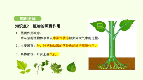 第三单元-第二章-第一节-水的利用与散失课件-2024-2025学年七年级生物下学期人教版(2024