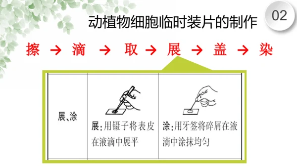 第一章 细胞是生命活动的基本单位（复习课件）-2023-2024学年七年级生物上学期期末复习知识梳理