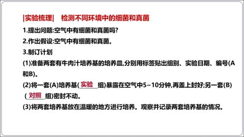 【人教八上生物期中复习考点梳理+临考押题】第四、五章 细菌、真菌和病毒（串讲课件）(共30张PPT)