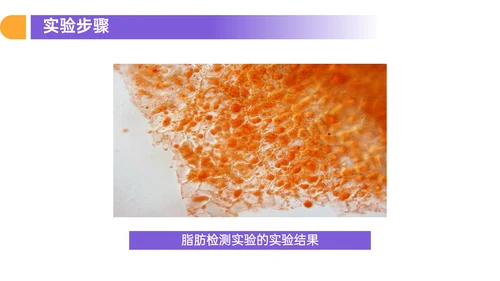 人教版高中生物细胞元素化合物PPT课件