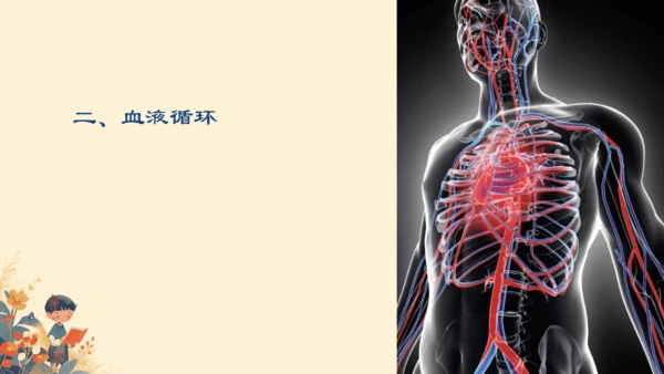 初中生物学人教版（新课程标准）七年级下册4.4.3输送血液的泵──心脏课件(共27张PPT)