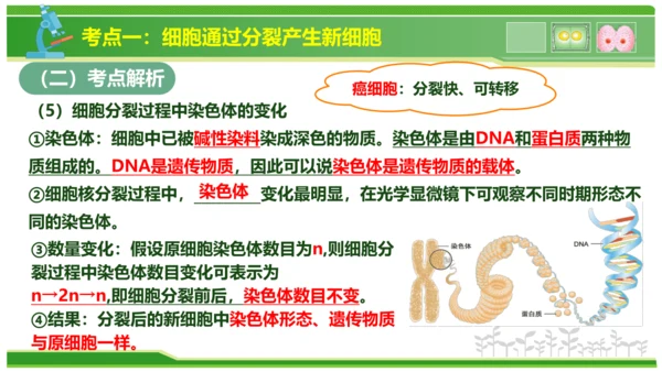 第三章从细胞到生物体（串讲课件）-七年级生物上学期期中考点大串讲（人教版2024）(共40张PPT)