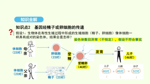 7.2.2基因在亲子代间的传递课件-人教版生物八年级下册(共29张PPT)