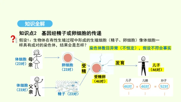 7.2.2基因在亲子代间的传递课件-人教版生物八年级下册(共29张PPT)