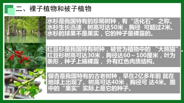 人教版（2024）七年级上册2.1.2 种子植物 课件(共32张PPT)+视频素材