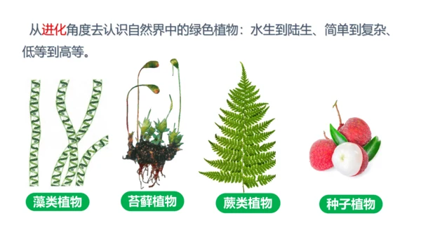 第三单元 生物圈中的绿色植物（单元解读课件）-七年级生物上册同步备课系列（人教版）